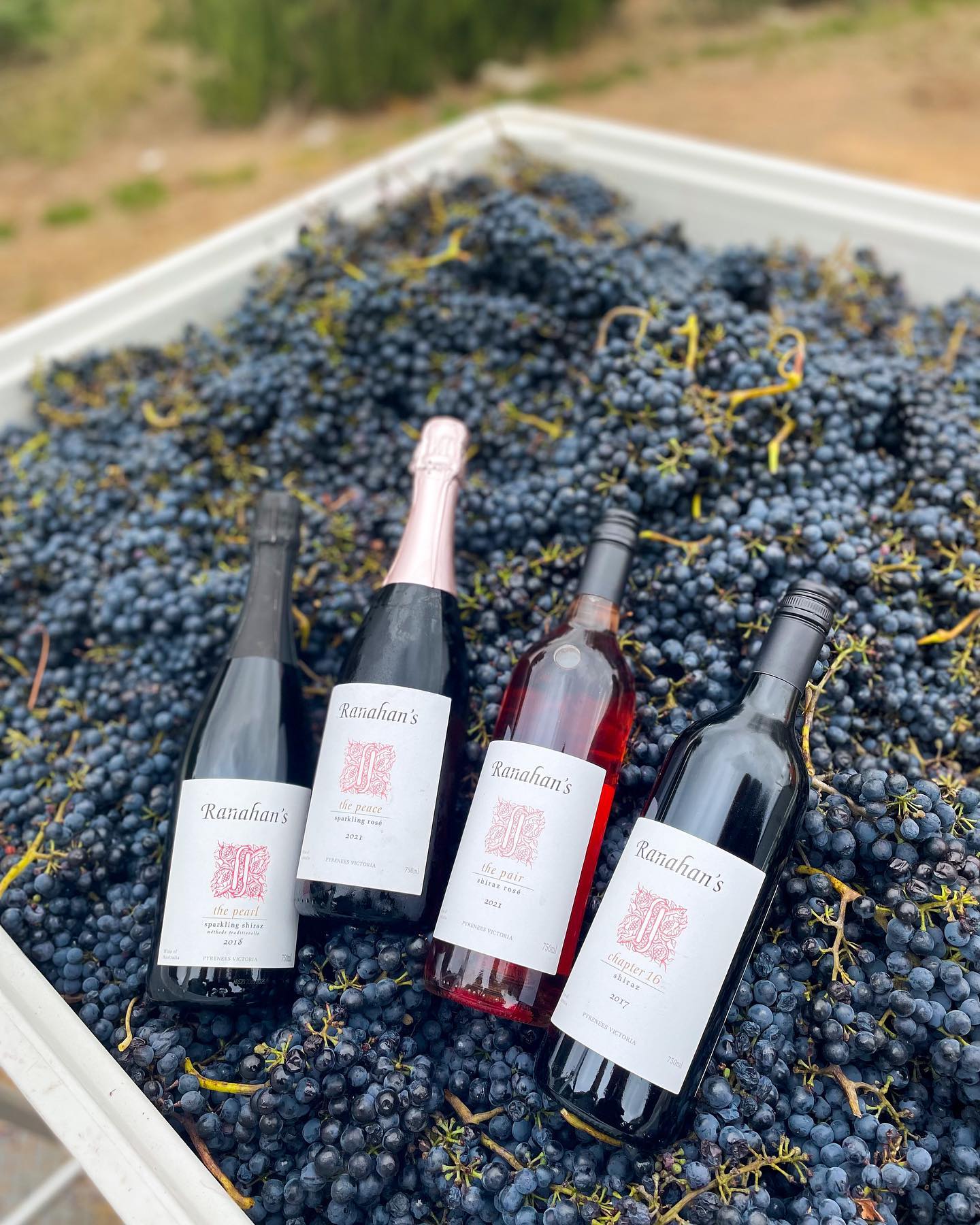 Ranahans vineyard-redbank-pyrenees