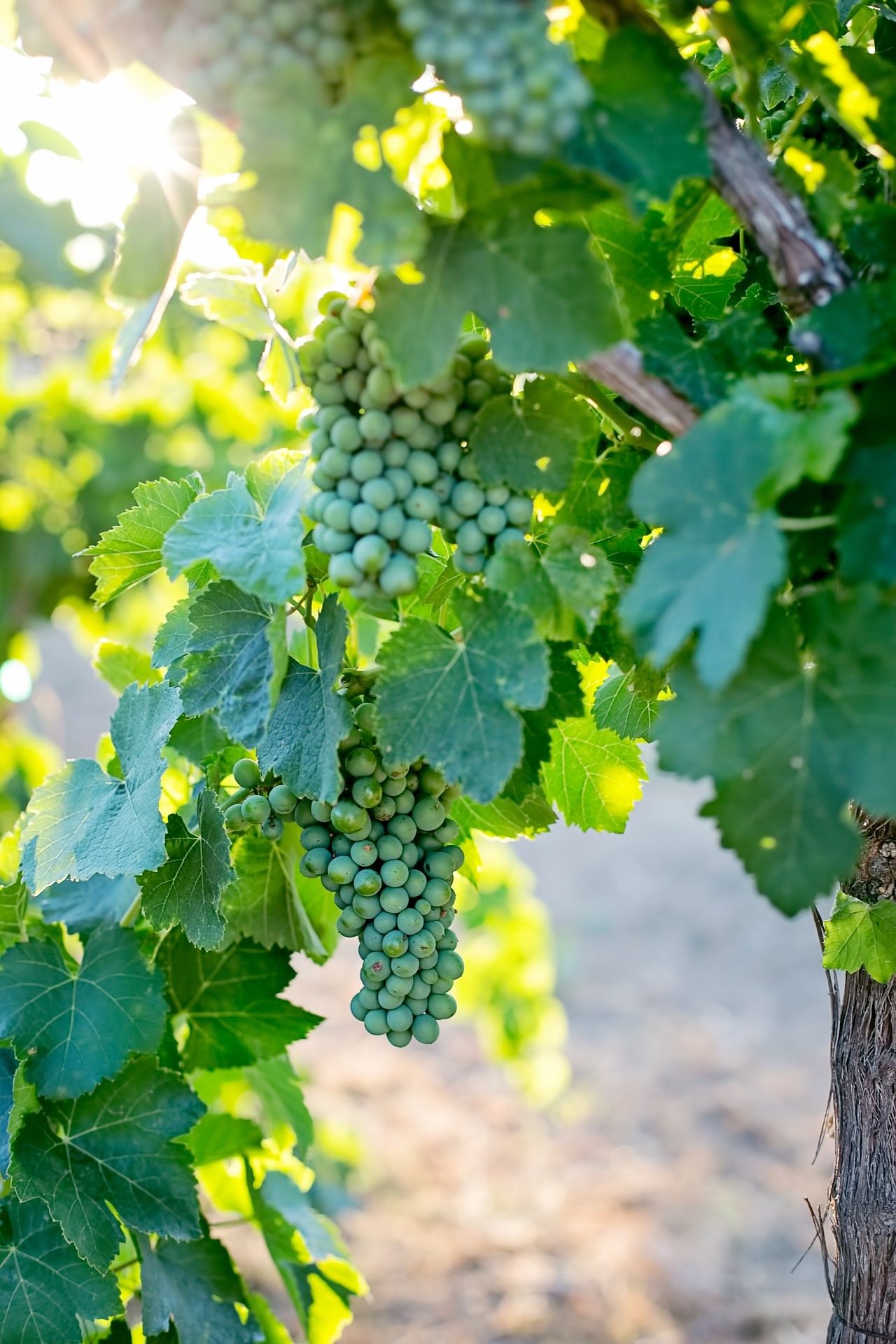 Ranahan's Vineyard and winery-redbank-pyrenees